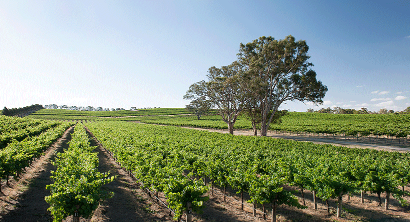 Irvine Wines Haslemere Vineyard